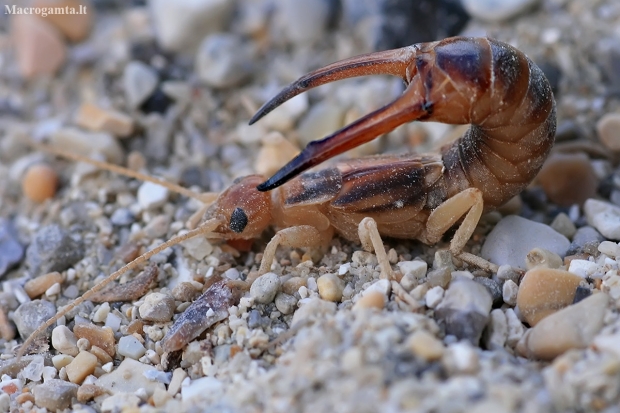 Shore earwig - Labidura riparia | Fotografijos autorius : Gintautas Steiblys | © Macronature.eu | Macro photography web site