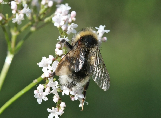 Gegutkamanė - Bombus (Psithyrus) sp. | Fotografijos autorius : Vytautas Gluoksnis | © Macronature.eu | Macro photography web site