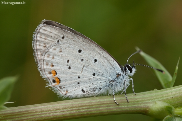 Uodegotasis melsvys - Cupido argiades | Fotografijos autorius : Žilvinas Pūtys | © Macronature.eu | Macro photography web site