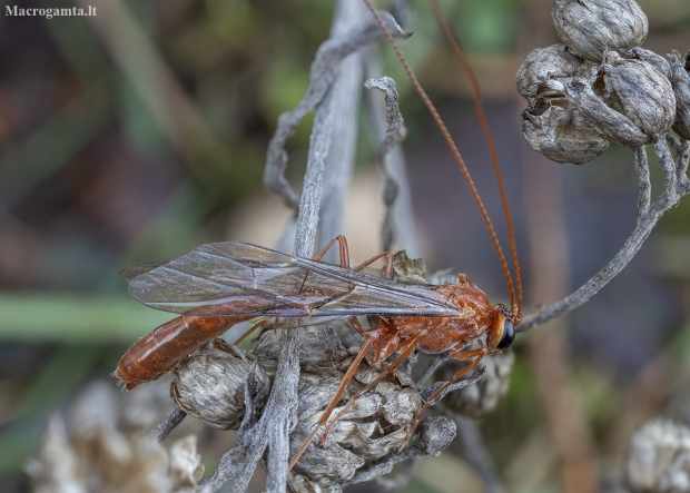 Short-tailed Ichneumon Wasp - Ophion scutellaris ♂ | Fotografijos autorius : Žilvinas Pūtys | © Macronature.eu | Macro photography web site