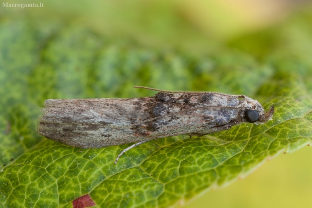 Ožekšninis siaurasparnis ugniukas - Nephopterix angustella | Fotografijos autorius : Žilvinas Pūtys | © Macrogamta.lt | Šis tinklapis priklauso bendruomenei kuri domisi makro fotografija ir fotografuoja gyvąjį makro pasaulį.
