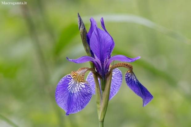 Siberian Iris - Iris sibirica | Fotografijos autorius : Dalia Račkauskaitė | © Macronature.eu | Macro photography web site