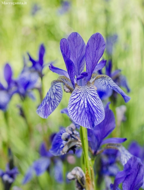 Siberian Iris - Iris sibirica | Fotografijos autorius : Kazimieras Martinaitis | © Macronature.eu | Macro photography web site