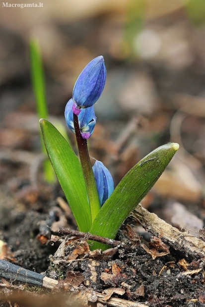 Siberian squill - Scilla siberica | Fotografijos autorius : Gintautas Steiblys | © Macronature.eu | Macro photography web site