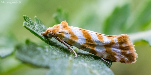 Sidabrajuostis siaurasparnis lapsukis - Aethes margaritana | Fotografijos autorius : Oskaras Venckus | © Macrogamta.lt | Šis tinklapis priklauso bendruomenei kuri domisi makro fotografija ir fotografuoja gyvąjį makro pasaulį.