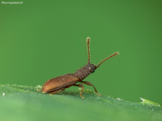 Silvanid Flat Bark Beetle - Silvanoprus fagi | Fotografijos autorius : Vidas Brazauskas | © Macronature.eu | Macro photography web site