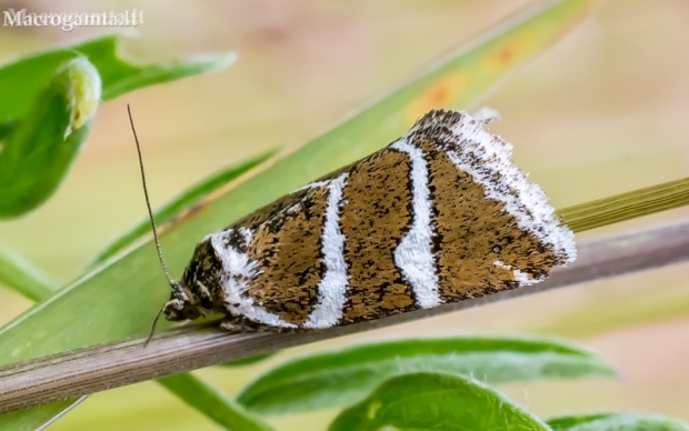 Silver barred - Deltote bankiana  | Fotografijos autorius : Oskaras Venckus | © Macronature.eu | Macro photography web site