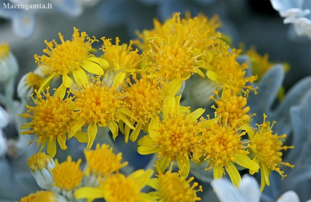 Silver ragwort - Jacobaea maritima | Fotografijos autorius : Gintautas Steiblys | © Macronature.eu | Macro photography web site