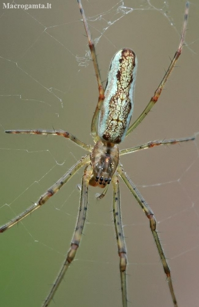 Shadow stretch spider - Tetragnatha montana  | Fotografijos autorius : Gintautas Steiblys | © Macronature.eu | Macro photography web site