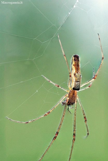 Shadow stretch spider - Tetragnatha montana | Fotografijos autorius : Žygimantas Obelevičius | © Macronature.eu | Macro photography web site