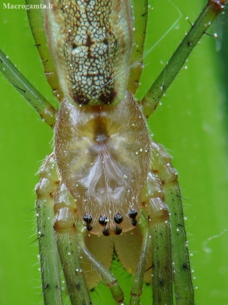 Shadow stretch spider - Tetragnatha montana | Fotografijos autorius : Vidas Brazauskas | © Macronature.eu | Macro photography web site