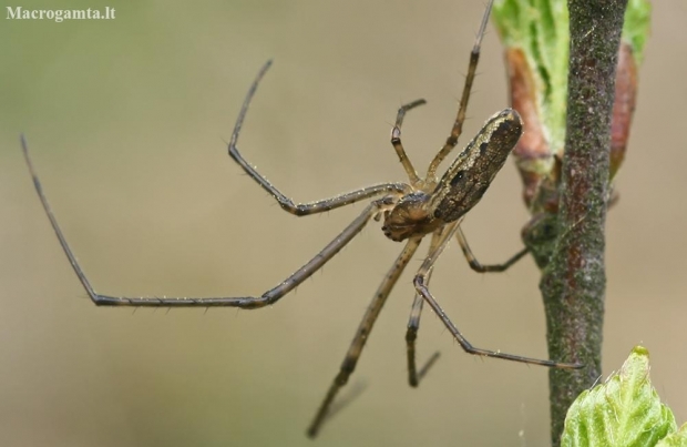 Didysis storažandis - Tetragnatha montana | Fotografijos autorius : Gintautas Steiblys | © Macronature.eu | Macro photography web site