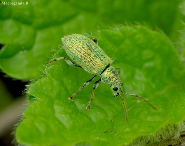 Silver-green leaf weevil - Phyllobius argentatus | Fotografijos autorius : Romas Ferenca | © Macronature.eu | Macro photography web site