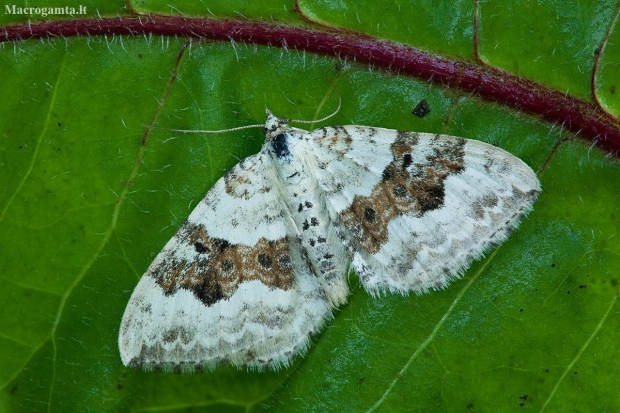 Silver-ground Carpet - Xanthorhoe montanata | Fotografijos autorius : Žilvinas Pūtys | © Macronature.eu | Macro photography web site