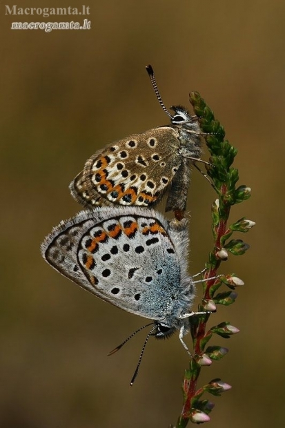 Silver-studded Blue - Plebeius argus  | Fotografijos autorius : Gintautas Steiblys | © Macronature.eu | Macro photography web site