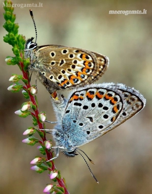 Akiuotasis melsvys - Plebeius argus | Fotografijos autorius : Romas Ferenca | © Macrogamta.lt | Šis tinklapis priklauso bendruomenei kuri domisi makro fotografija ir fotografuoja gyvąjį makro pasaulį.