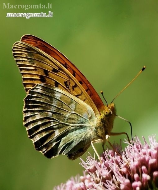 Didysis perlinukas - Argynnis paphia | Fotografijos autorius : Romas Ferenca | © Macronature.eu | Macro photography web site