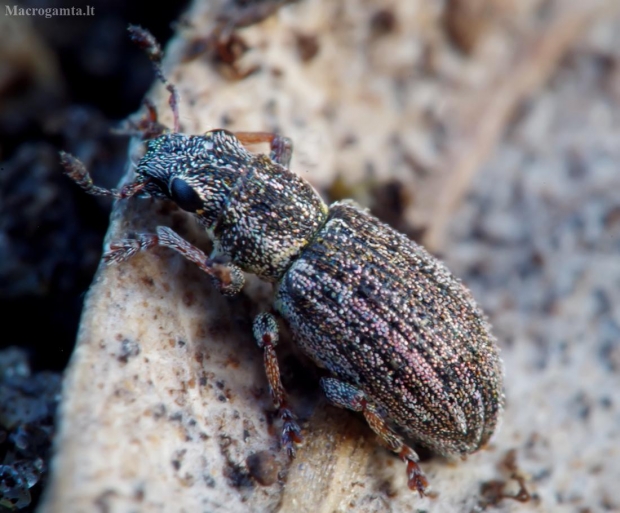 Sitonas - Sitona ambiguus | Fotografijos autorius : Romas Ferenca | © Macrogamta.lt | Šis tinklapis priklauso bendruomenei kuri domisi makro fotografija ir fotografuoja gyvąjį makro pasaulį.