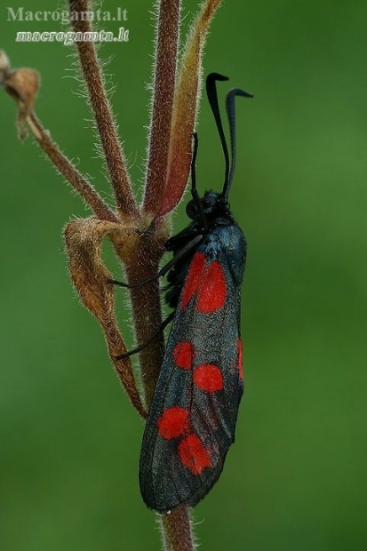 Six-spot burnet - Zygaena filipendulae  | Fotografijos autorius : Gintautas Steiblys | © Macronature.eu | Macro photography web site