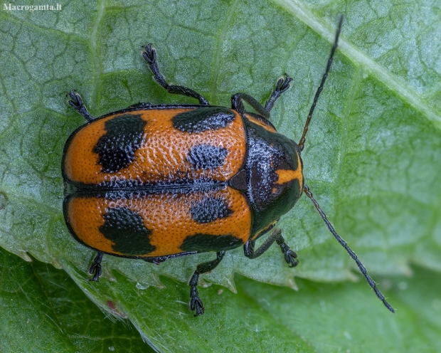 Six-spotted Pot Beetle - Cryptocephalus sexpunctatus ♂ | Fotografijos autorius : Žilvinas Pūtys | © Macronature.eu | Macro photography web site