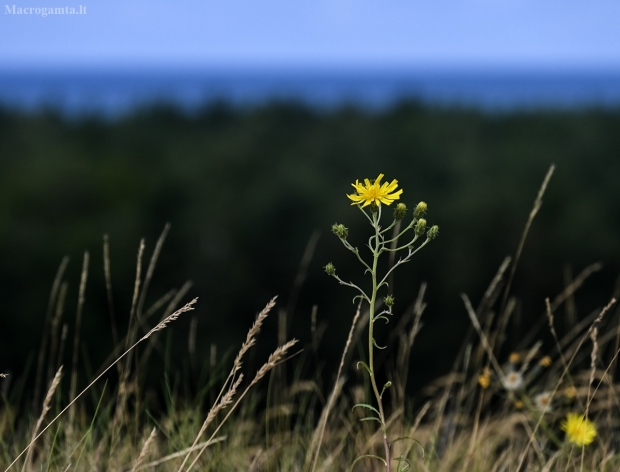 Skėtinė vanagė - Hieracium umbellatum? | Fotografijos autorius : Kazimieras Martinaitis | © Macrogamta.lt | Šis tinklapis priklauso bendruomenei kuri domisi makro fotografija ir fotografuoja gyvąjį makro pasaulį.