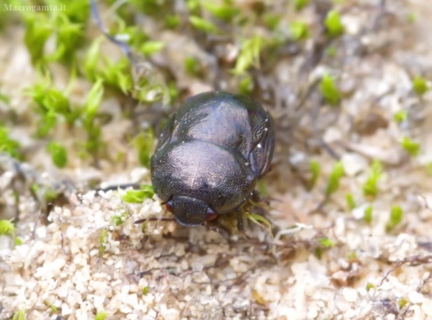 Skarabėjinė juodblakė - Thyreocoris scarabaeoides | Fotografijos autorius : Romas Ferenca | © Macrogamta.lt | Šis tinklapis priklauso bendruomenei kuri domisi makro fotografija ir fotografuoja gyvąjį makro pasaulį.