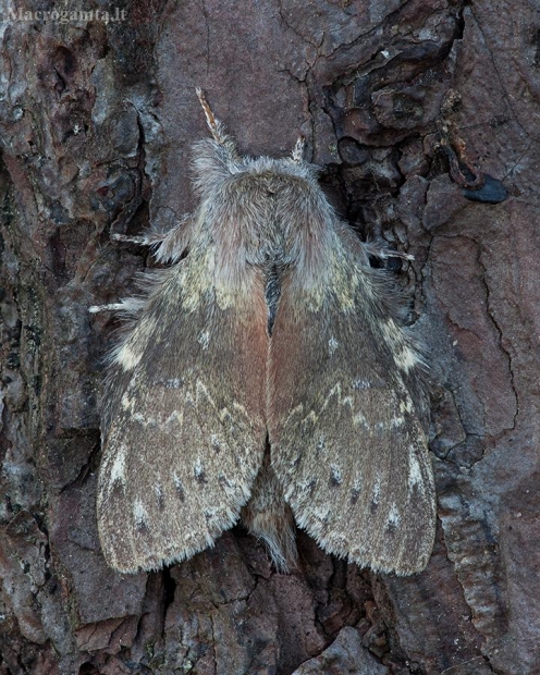 Skroblinė harpija - Stauropus fagi | Fotografijos autorius : Žilvinas Pūtys | © Macrogamta.lt | Šis tinklapis priklauso bendruomenei kuri domisi makro fotografija ir fotografuoja gyvąjį makro pasaulį.