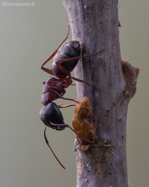 Skruzdėlė - Camponotus herculeanus | Fotografijos autorius : Žilvinas Pūtys | © Macrogamta.lt | Šis tinklapis priklauso bendruomenei kuri domisi makro fotografija ir fotografuoja gyvąjį makro pasaulį.