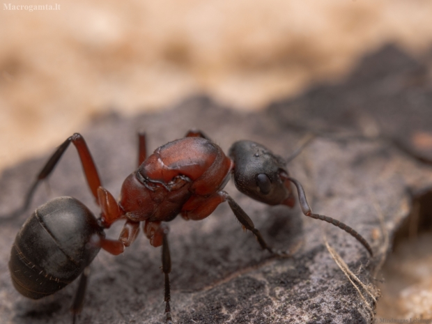 Skruzdėlė - Formica sanguinea | Fotografijos autorius : Mindaugas Leliunga | © Macrogamta.lt | Šis tinklapis priklauso bendruomenei kuri domisi makro fotografija ir fotografuoja gyvąjį makro pasaulį.
