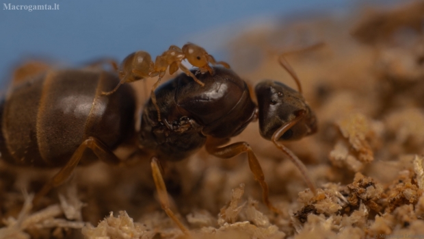 Geltonoji dirvinė skruzdėlė - Lasius flavus | Fotografijos autorius : Mindaugas Leliunga | © Macrogamta.lt | Šis tinklapis priklauso bendruomenei kuri domisi makro fotografija ir fotografuoja gyvąjį makro pasaulį.