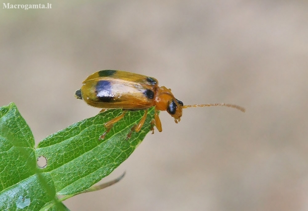 Kalpokinis šakninukas - Phyllobrotica quadrimaculata | Fotografijos autorius : Vytautas Gluoksnis | © Macronature.eu | Macro photography web site