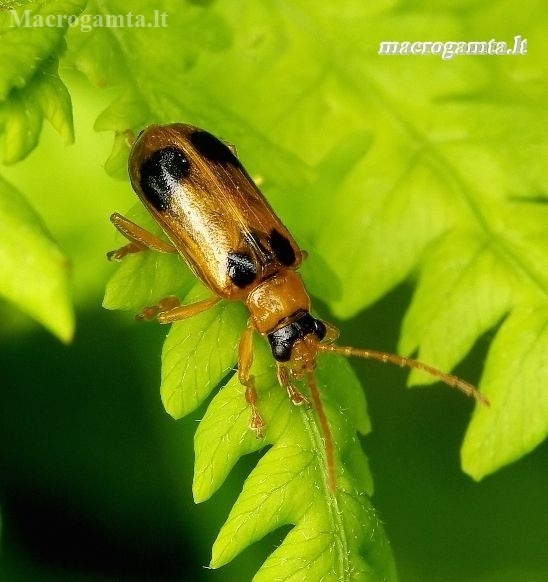 Skullcap leaf beetle - Phyllobrotica quadrimaculata | Fotografijos autorius : Romas Ferenca | © Macronature.eu | Macro photography web site
