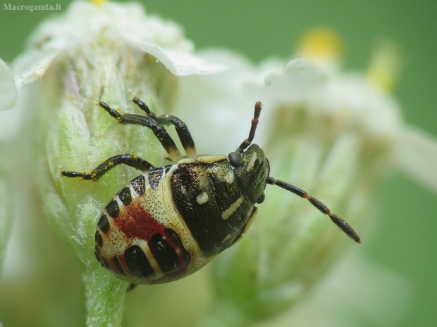 Skydblakė - Carpocoris sp., nimfa | Fotografijos autorius : Vidas Brazauskas | © Macrogamta.lt | Šis tinklapis priklauso bendruomenei kuri domisi makro fotografija ir fotografuoja gyvąjį makro pasaulį.