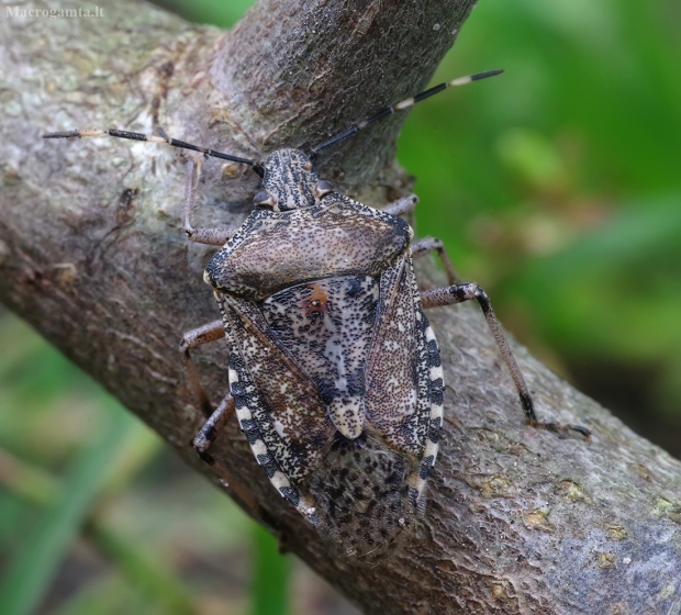 Skydblakė - Rhaphigaster nebulosa | Fotografijos autorius : Romas Ferenca | © Macrogamta.lt | Šis tinklapis priklauso bendruomenei kuri domisi makro fotografija ir fotografuoja gyvąjį makro pasaulį.