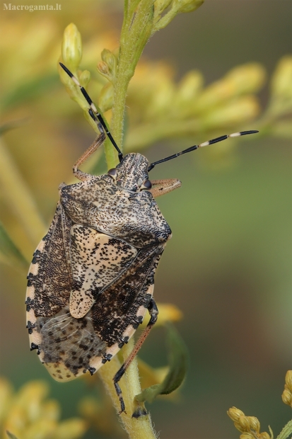 Skydblakė - Rhaphigaster nebulosa | Fotografijos autorius : Gintautas Steiblys | © Macrogamta.lt | Šis tinklapis priklauso bendruomenei kuri domisi makro fotografija ir fotografuoja gyvąjį makro pasaulį.