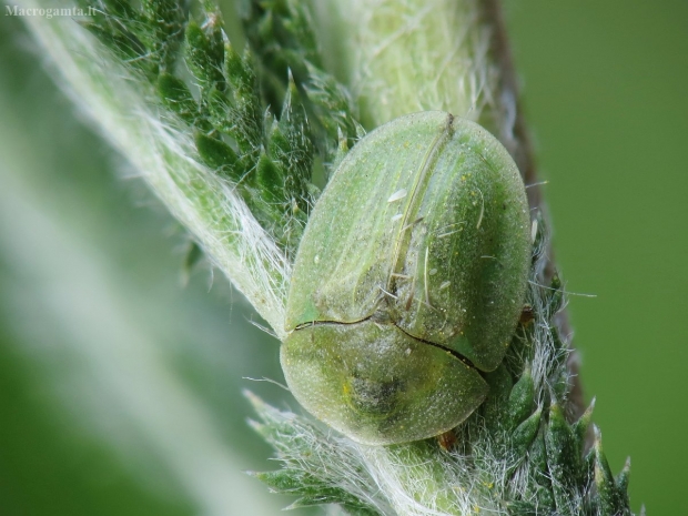 Skydinukas - Cassida sp. | Fotografijos autorius : Vidas Brazauskas | © Macrogamta.lt | Šis tinklapis priklauso bendruomenei kuri domisi makro fotografija ir fotografuoja gyvąjį makro pasaulį.