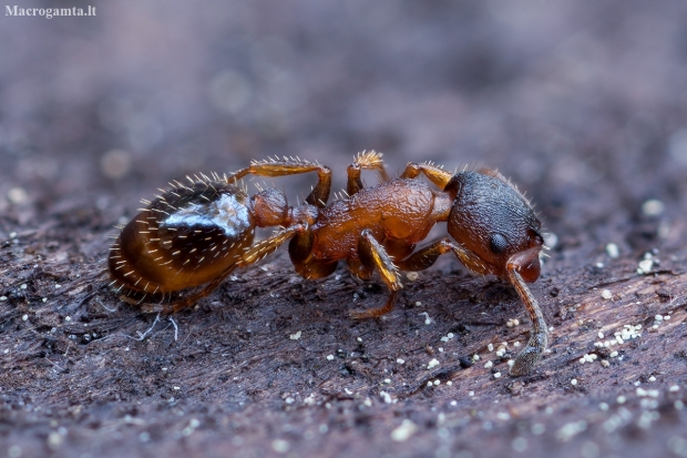 Slender ant - Leptothorax acervorum | Fotografijos autorius : Žilvinas Pūtys | © Macronature.eu | Macro photography web site