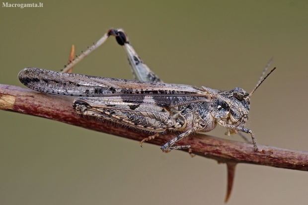Slender burrowing grasshopper - Acrotylus patruelis ? | Fotografijos autorius : Deividas Makavičius | © Macrogamta.lt | Šis tinklapis priklauso bendruomenei kuri domisi makro fotografija ir fotografuoja gyvąjį makro pasaulį.