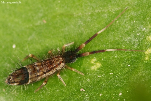 Slender springtail - Orchesella flavescens  | Fotografijos autorius : Gintautas Steiblys | © Macronature.eu | Macro photography web site