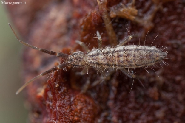 Podūra - Orchesella flavescens | Fotografijos autorius : Žilvinas Pūtys | © Macronature.eu | Macro photography web site