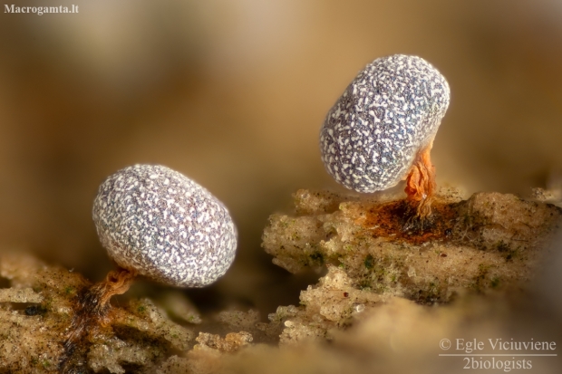 Slime Mold - Physarum sp. | Fotografijos autorius : Eglė Vičiuvienė | © Macronature.eu | Macro photography web site