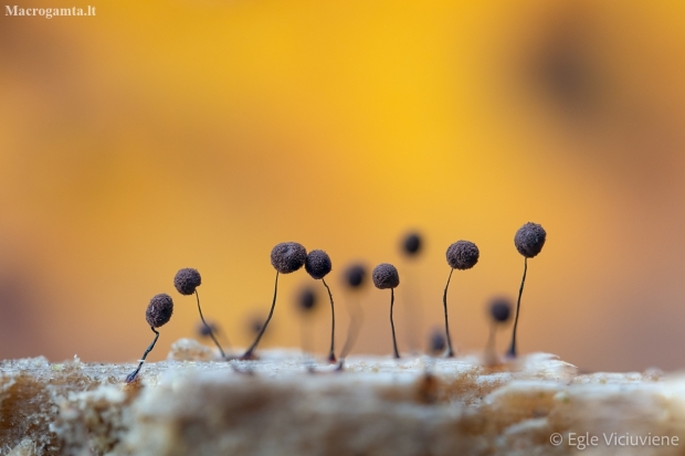 Slime mold - Comatricha nigra | Fotografijos autorius : Eglė Vičiuvienė | © Macronature.eu | Macro photography web site