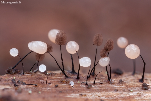 Slime mold - Comatricha nigra | Fotografijos autorius : Žilvinas Pūtys | © Macronature.eu | Macro photography web site