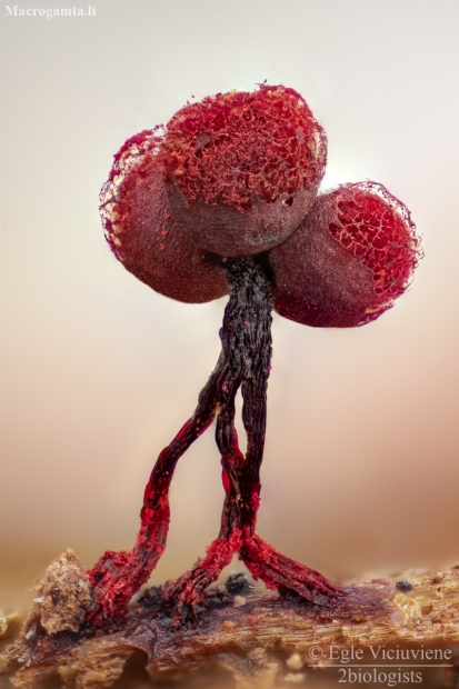 Slime mold - Cribraria purpurea | Fotografijos autorius : Eglė Vičiuvienė | © Macronature.eu | Macro photography web site