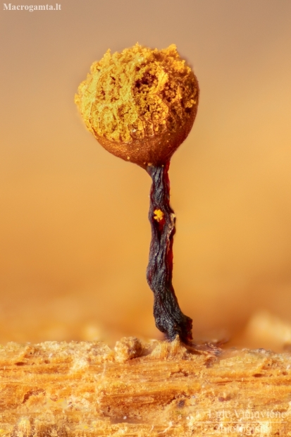 Slime mold - Cribraria rufa | Fotografijos autorius : Eglė Vičiuvienė | © Macronature.eu | Macro photography web site