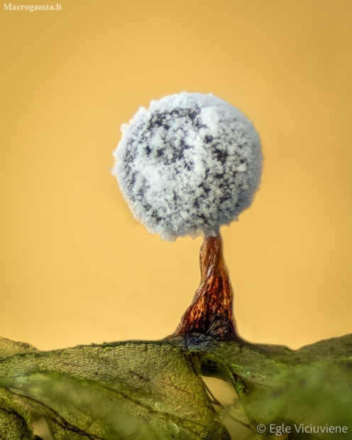 Slime mold - Didymium sp. | Fotografijos autorius : Eglė Vičiuvienė | © Macronature.eu | Macro photography web site