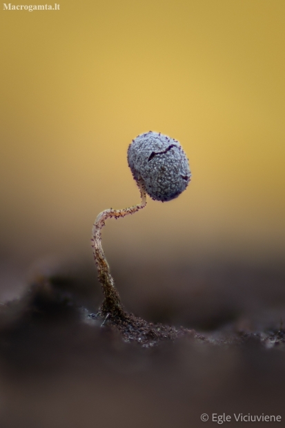 Slime mold - Physarum sp. | Fotografijos autorius : Eglė Vičiuvienė | © Macronature.eu | Macro photography web site