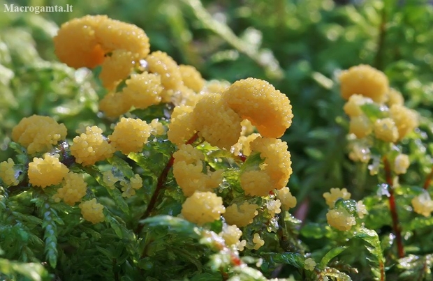 Slime mold - Physarum virescens | Fotografijos autorius : Gintautas Steiblys | © Macronature.eu | Macro photography web site