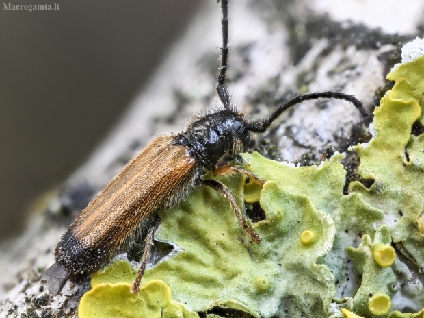 Slyvinis ūsuotėlis - Tetrops praeustus | Fotografijos autorius : Kazimieras Martinaitis | © Macrogamta.lt | Šis tinklapis priklauso bendruomenei kuri domisi makro fotografija ir fotografuoja gyvąjį makro pasaulį.