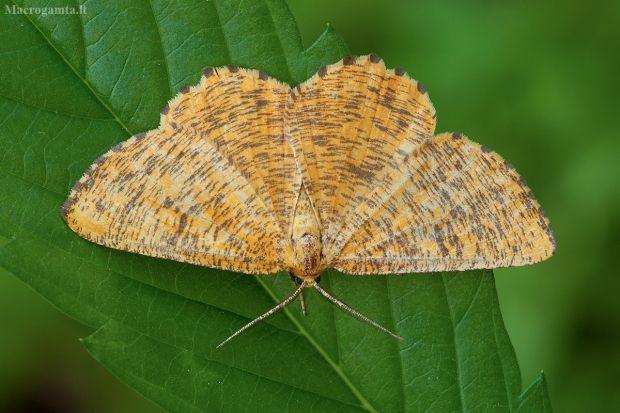 Slyvinis sprindžius - Angerona prunaria ♂ | Fotografijos autorius : Žilvinas Pūtys | © Macrogamta.lt | Šis tinklapis priklauso bendruomenei kuri domisi makro fotografija ir fotografuoja gyvąjį makro pasaulį.